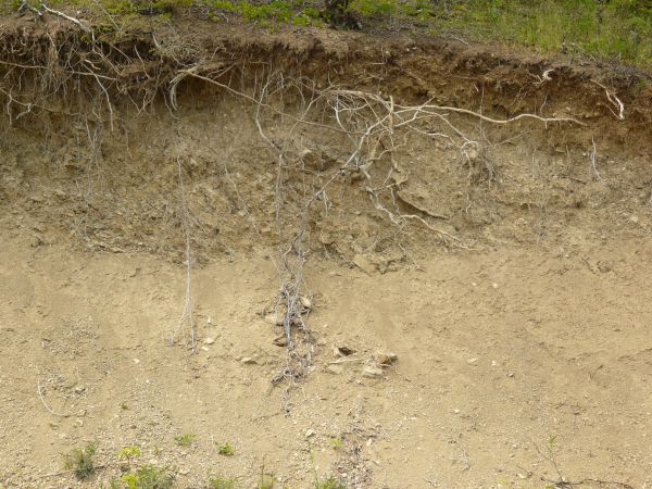 Dirt texture with tangled white roots, severed branches and green foliage